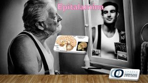 Epitalamina, Epitalon la molecola epifisaria che rallenta l’invecchiamento