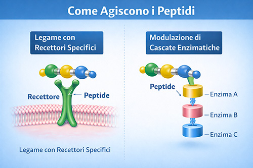 Peptidi: come agiscono